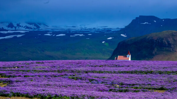 Wallpaper Under, Lavender, Blue, Mobile, Flowers, Purple, Mountains, Sky, Desktop, Field
