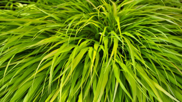 Wallpaper Mobile, Desktop, Plant, View, Bush, Leaves, Closeup, Nature, Green