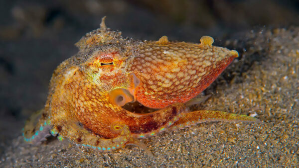 Wallpaper Desktop, Octopus, Animals, Sand, Beach