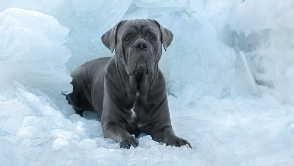 Wallpaper Corso, Dog, Ice, Cane, Background, Snow