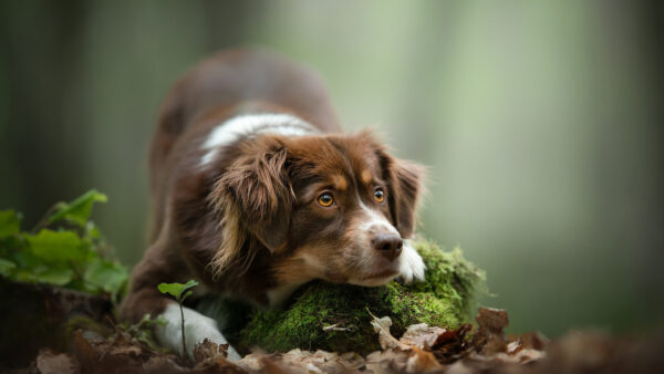 Wallpaper And, Brown, Desktop, Dog, Color, White, Animals, With