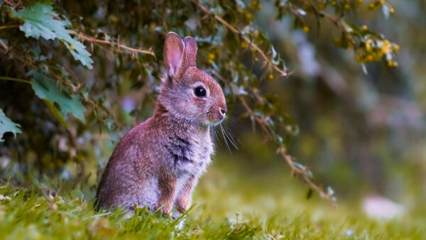 Wallpaper Rabbit, Sitting, Grass, Cub, Green, Background, Blur, Desktop