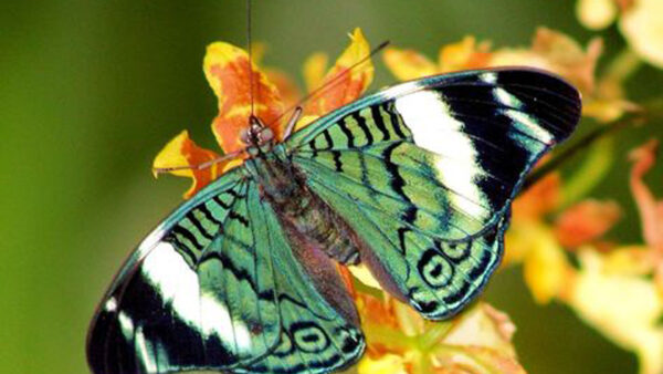 Wallpaper Green, Designed, White, Flower, Black, Butterfly