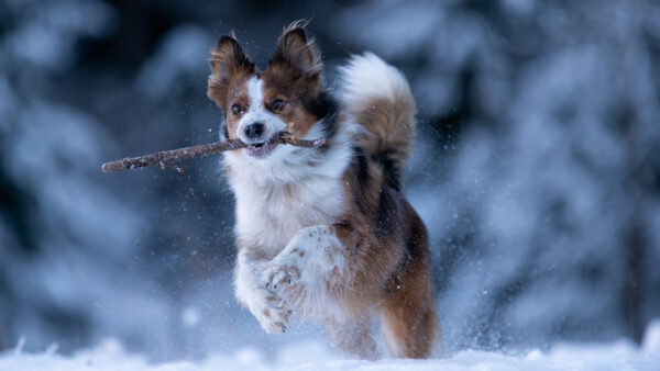 Wallpaper Dog, Stick, Mouth, Running, With, Snow