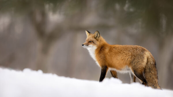 Wallpaper Brown, Black, Snow, White, Fox, Standing