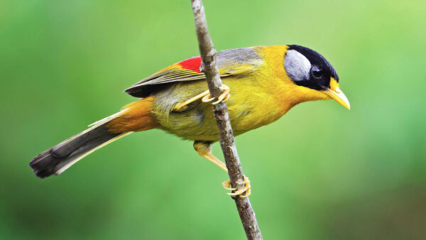 Wallpaper Green, Background, Stick, Yellow, Birds, Bird, Tree, Black, Blur