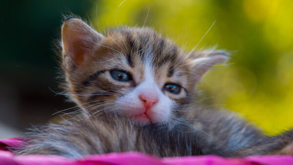 Wallpaper Kitten, White, Desktop, Brown, Black, Blur, Cats, Green, Cat, Background