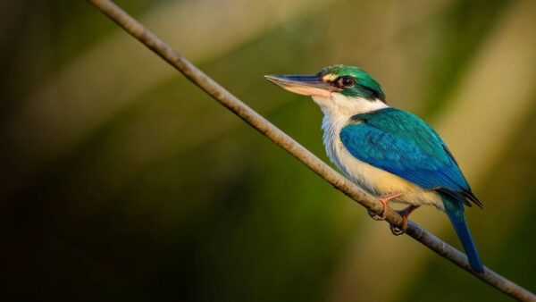 Wallpaper Bird, Green, Birds, Collared, Background, Kingfisher, Blur