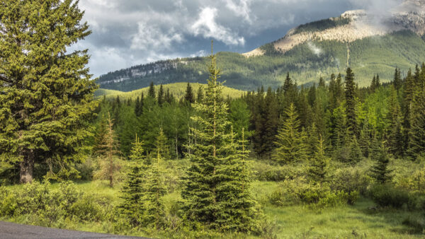 Wallpaper Trees, Background, Mobile, Bushes, Desktop, Clouds, Black, Mountains, White, Nature, Plants, Green, Slope, Sky