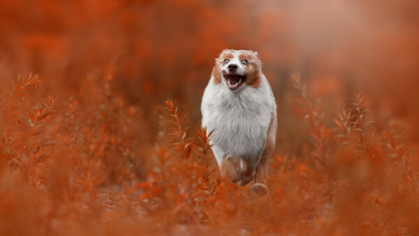Wallpaper Shepherd, Red, Dog, Australian, Running, Blur, Background