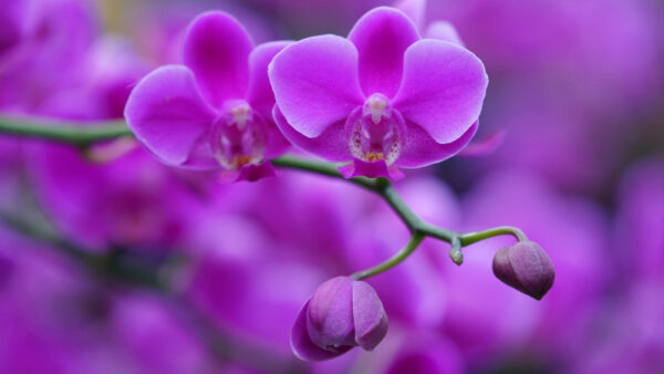 Wallpaper Orchid, Background, Dark, Beautiful, Blur, Floral, Flowers, Tree, Purple, Branches