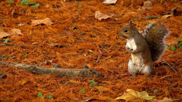 Wallpaper Desktop, Brown, And, White, Fox, Squirrel