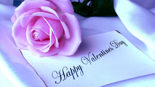 Wallpaper White, Day, Card, Valentine’s, Desktop, Pink, Flower, Rose