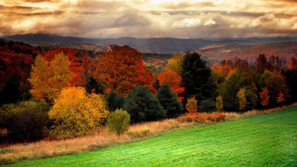 Wallpaper Field, Trees, Colorful, Leaves, Sky, Grass, And, Green, Autumn, Black, White, Beautiful, Clouds, Fall, Background