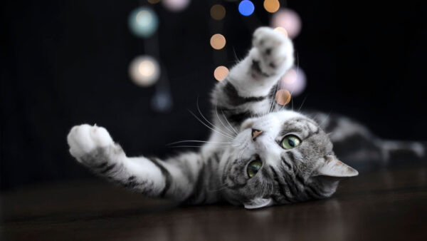 Wallpaper Lights, Black, Floor, Kitten, Cat, Lying, White, Colorful, Down, Background, Bokeh