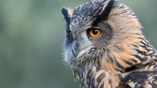 Wallpaper Closeup, Owl, View, Eyes, Orange