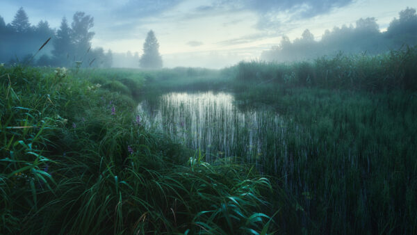 Wallpaper Water, Trees, Field, Green, Forest, Nature, Reflection, Background, Grass