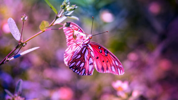 Wallpaper Purple, Beautiful, Butterfly, Design, Pink, Blur, Background