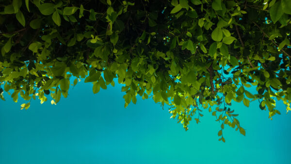 Wallpaper Green, Background, Branches, Blue, Leaves, Nature, Trees