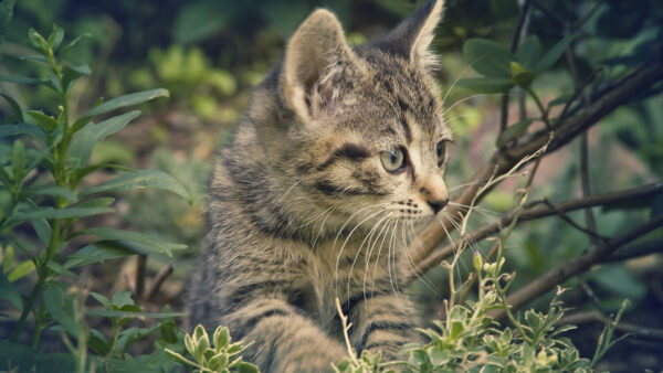 Wallpaper Little, Closeup, Feline, Green, Background, Kitten, Leaves, Plants, View