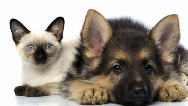 Wallpaper White, Cat, Blue, Eyes, Desktop, Background, Dog, Dogs, Black, And, Cats, Brown