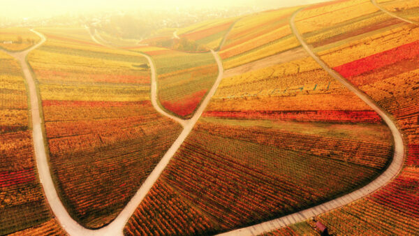 Wallpaper View, Aerial, Mobile, Fog, With, Travel, Fall, Path, Desktop, Colorful, Vineyard