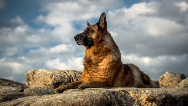 Wallpaper Rock, Dog, Shepherd, Sitting, German, Stone, Brown
