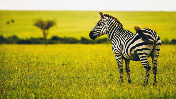 Wallpaper Green, Blur, Desktop, Zebra, Grass, Mobile, Background, Standing