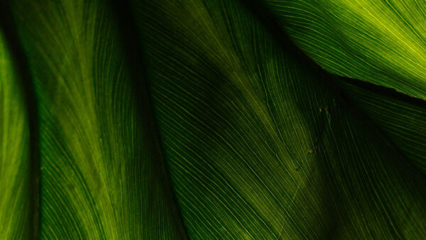 Wallpaper Nature, Surface, Leaf, Green, Macro