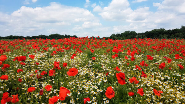 Wallpaper Field, White, Sky, Trees, Under, Common, And, Clouds, Red, Poppy, Green, Blue, Flowers
