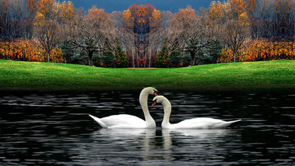 Wallpaper Two, White, Background, Beautiful, Water, Floating, Birds, Are, Swan, Trees