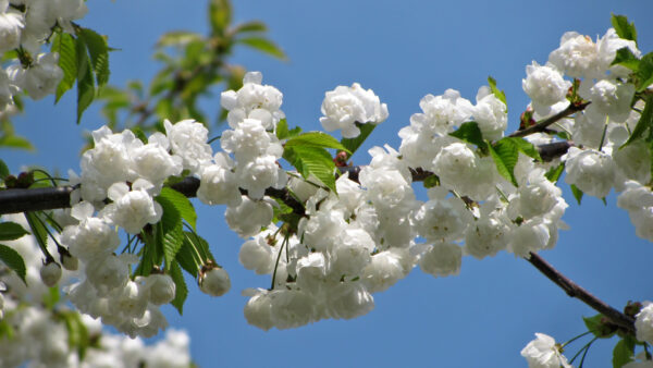 Wallpaper White, Flowers, Blue, Sky, Background, Tree, Blossom, Branches