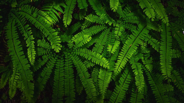 Wallpaper Fern, Green, Nature, Branches, Beautiful, Leaves, Tree