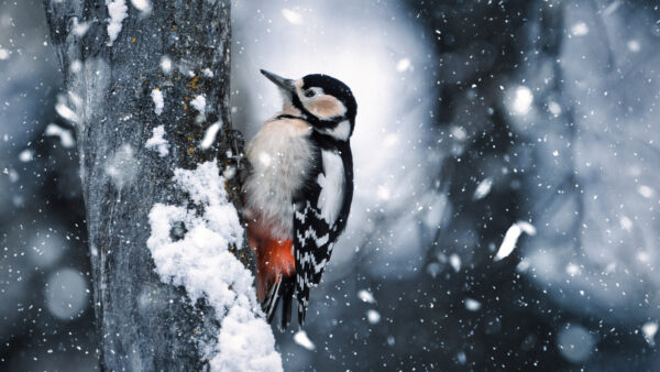 Wallpaper Background, Snowfall, Woodpecker, Trunk, Standing, Wood, Desktop, Bird, Mobile, Birds, White, Black