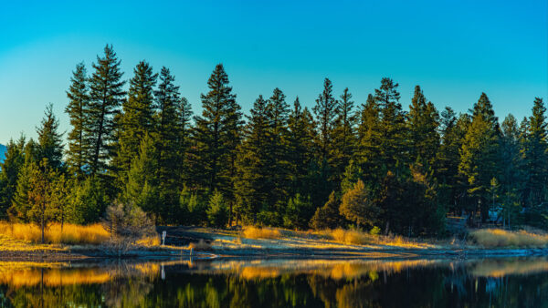 Wallpaper Bushes, Lake, Spruce, Reflection, Green, Nature, During, Daytime, Background, Sky, Forest, Blue, Desktop, Trees, Mobile