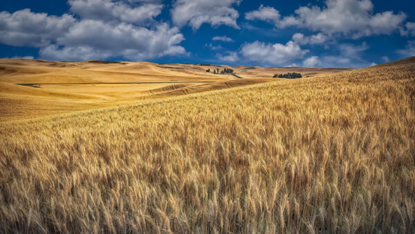 Wallpaper Desert, Under, Clouds, Sky, View, Closeup, Field, White, Nature, Wheat, Blue