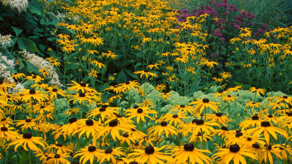 Wallpaper Eyed, Black, Susan, Flowers, Field, Yellow, Seeds