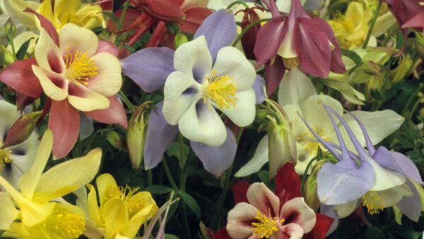 Wallpaper Flowers, Colorful, Field, Columbine