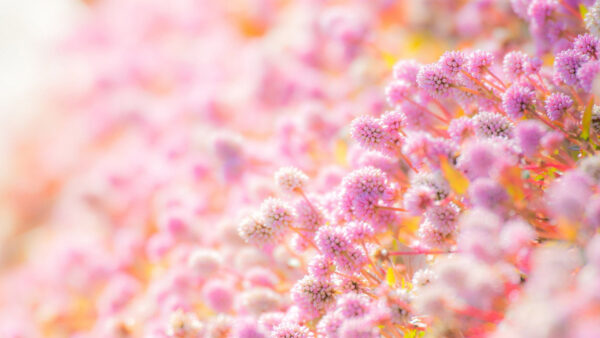 Wallpaper Beautiful, Plants, Flowers, Pink, Background, Blur