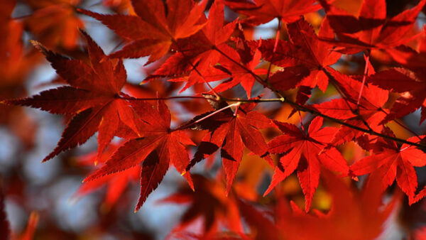Wallpaper Leaves, Branches, Fall, Maple, Tree, Autumn, Red