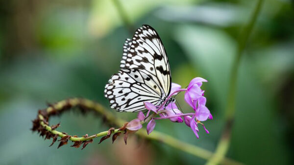 Wallpaper Yellow, Butterfly, Background, Design, Purple, Blur, Flowers, Black, Light, Green