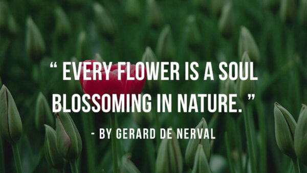 Wallpaper Nature, Inspirational, Soul, Flower, Blossoming, Every