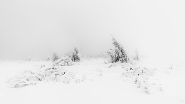 Wallpaper Snow, Field, Trees, White, Frozen, Aesthetic, Sky, Background