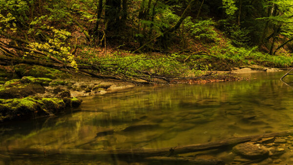 Wallpaper Under, Between, Trees, Stones, Plants, Green, Body, Calm, Nature, Water, Bushes