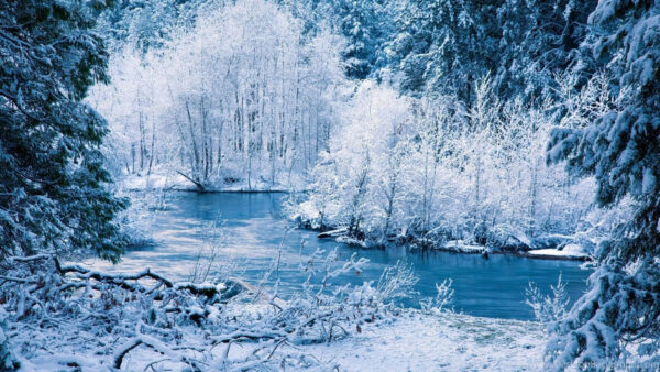 Wallpaper Covered, Trees, Logs, Lake, Nature, Winter, Snow, Wood, Swamp