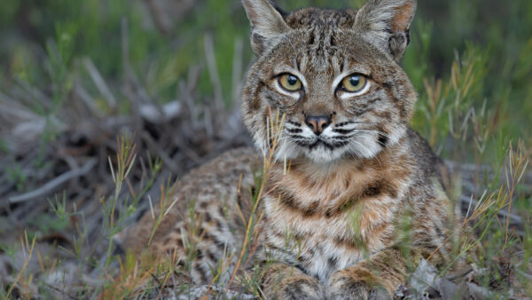 Wallpaper Look, Lynx, Grass, Stare, With, Background, Sitting