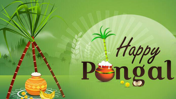 Wallpaper Pongal, Green, Pot, Light, Happy, Sugarcane, Background, Clay
