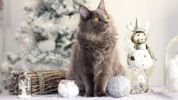 Wallpaper Cat, With, Grey, Tree, Coon, Blur, Sitting, Decorated, Stare, Christmas, Background, Look, Maine
