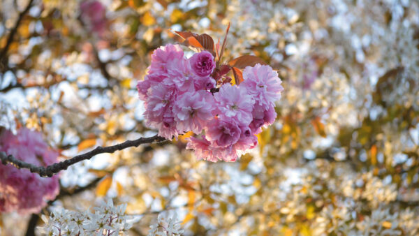 Wallpaper Branches, Pink, Flowers, Sakura, Tree, White, Background, Petals