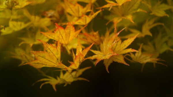 Wallpaper Branches, Yellow, Background, Dark, Tree, Photography, Maple, Leaves